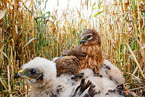 Montagu's harrier (Circus pygargus) mother attempting to shelter her chicks from the rain, Flevoland, the Netherlands. July.