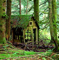Rotting wooden shed covered in moss, Washington State, USA.