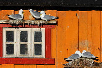 Kittiwakes (Rissa tridactyla) nesting on wall of house, Vardo town, Varanger Peninsula, Norway, March.