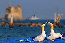 Gannets (Morus bassanus) courtship behavior on nest on abandoned boat, La Spezia Gulf, Italy. Mediterranean Sea. July.