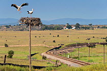 White storks (Ciconia ciconia) nesting on telephone wires, beside an abandonned railway, Extremadura, Spain. April.