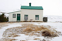 Arctic fox (Alopex lagopus) in dark winter coat, sleeping near boarded up house, Iceland. April.