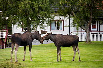 European moose (Alces alces) bulls near houses, Nordland, Norway. July.