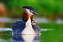 Great crested grebe (Podiceps cristatus) carrying chick on back, The Netherlands,  May.