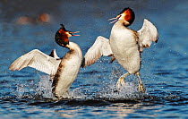 Great crested grebe (Podiceps cristatus) two in territorial fight, The Netherlands, March.