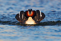 Great crested grebe (Podiceps cristatus) in courtship display posture, The Netherlands, March.