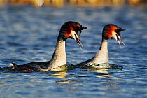 Great crested grebe (Podiceps cristatus) pair in courtship display, The Netherlands. March.