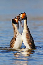 Great crested grebe (Podiceps cristatus) pair in 'weed dance' courtship display, The Netherlands. March.