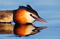 Great crested grebe (Podiceps cristatus) with head low to the water in aggressive display, The Netherlands. March.
