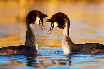 Great crested grebe (Podiceps cristatus) pair in courtship display, The Netherlands. March.