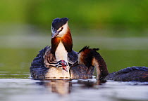 Great crested grebe (Podiceps cristatus) carrying chick while its mate  approaches with food, Netherlands, May.