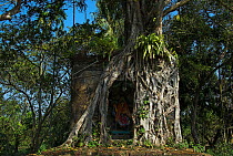 Hindu shrine of goddess Sitala overgrown by the roots of an Indian banyan tree (Ficus benghalensis), West Bengal, India. January.