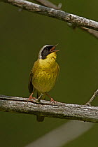 Common yellowthroat (Geothlypis trichas) singing, New York, USA, May.