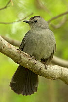 Gray catbird (Dumetella carolinensis) New York, USA, May.