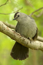 Gray catbird (Dumetella carolinensis) New York, USA, May.