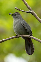 Gray catbird (Dumetella carolinensis) singing, New York, USA, May.