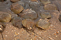 Atlantic horseshoe crab (Limulus polyphemus) ashore to breed, Delaware Bay, Delaware, USA. Gulf of Mexico, Atlantic Ocean. May.