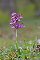 Lesser green-winged orchid (Orchis morio picta) Lesbos, Lesvos, Greece, April.