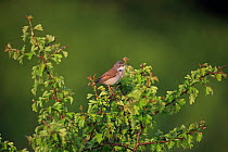 Whitethroat (Sylvia communis) singing, Norfolk, England, UK, May.
