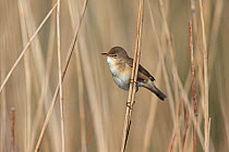 Reed warbler (Acrocephalus scirpaceus) perched on reed, Norfolk, England, May.