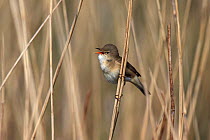 Reed warbler (Acrocephalus scirpaceus) singing, perched on reed, Norfolk, England, May.