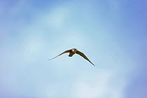Hobby (Falco subbuteo) in flight, Suffolk, England, UK, May.