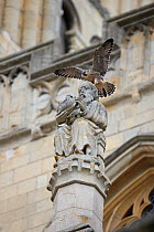 Peregrine falcon (Falco peregrinus) perched on statue at Norwich Cathedral, Norfolk, England, UK, June.
