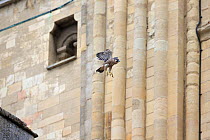 Peregrine falcon (Falco peregrinus) in flight, Norwich Cathedral, Norfolk, England, UK, June.