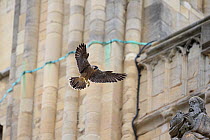 Peregrine falcon (Falco peregrinus) landing on statue, Norwich Cathedral, Norfolk, England, UK, June.