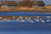 Avocet (Recurvirostra avosetta) group in flight on the coast with thatched houses, Norfolk, UK, March.