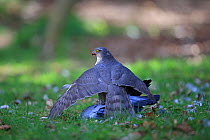 Sparrowhawk (Accipiter nisus) mantling Stock dove (Columba oenas) prey, Norfolk, England, UK, April.