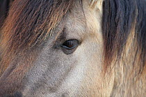 Konik pony (Equus ferus caballus) close up of eye, Suffolk, England, UK, April.