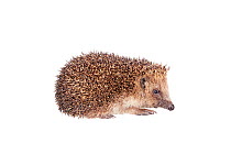 Hedgehog (Erinaceus europaeus) Barnt Green, Worcestershire, England, UK, May.