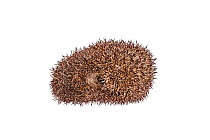 Hedgehog (Erinaceus europaeus) rolled into ball, Barnt Green, Worcestershire, England, UK, May.