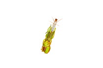 Caddisfly (Trichoptera) larva with leaf case, Worcestershire, England, UK, May.