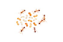 Red ant (Myrmica rubra) worker ants attending to larvae and pupae, Barnt Green, Worcestershire, England, UK, August.
