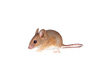 Wood mouse (Apodemus sylvaticus) Worcestershire, England, UK, May,