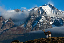 Guanaco (Lama guanaco) with Cordiera del Paine, Torres del Paine National Park, Patagonia, Chile.