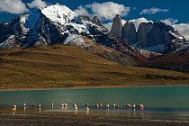 Chilean flamingo (Phoenicopterus chilensis) in Lago Azul with Torres del Paine, Torres del Paine National Park, Patagonia, Chile.