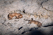 Puma (Felis concolor patagonica) female with 7 month old cubs on rocks, Lago Sarmiento. Torres del Paine National Park, Patagonia, Chile.