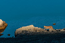 Puma cub (Felis concolor patagonica) age 7 months walking along rocks, Lago Sarmiento. Torres del Paine National Park, Patagonia, Chile.