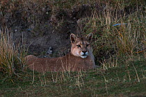 Puma (Felis concolor patagonica) resting, Torres del Paine National Park, Patagonia, Chile.