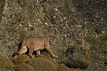 Puma (Felis concolor patagonica) male walking, Torres del Paine National Park, Patagonia, Chile.