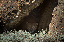 Puma (Felis concolor patagonica) male in cave. Torres del Paine National Park, Patagonia, Chile.
