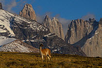Guanaco (Lama guanaco) with Cordiera del Paine in back. Torres del Paine National Park, Patagonia, Chile.