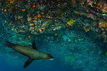 Galapagos fur seal (Arctocephalus galapagoensis) near coral reef drop off, Galapagos, December.