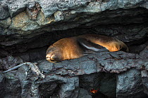 Galapagos fur seal (Arctocephalus galapagoensis) resting hollow of rock, with Marine iguana (Amblyrhynchus cristatus) Galapagos.
