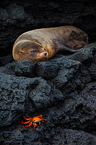 Galapagos fur seal (Arctocephalus galapagoensis) sleeping on rocks, with Sally lightfoot crab (Grapsus grapsus) Galapagos.