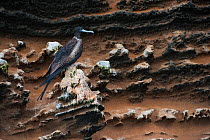 Magnificent frigatebird (Fregata magnificens) female perched on cliff, Galapagos.