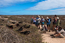 Tourists photographing Magnificent frigatebirds (Fregata magnificens) at nesting colony with chicks.North Seymour Island. Galapagos.
